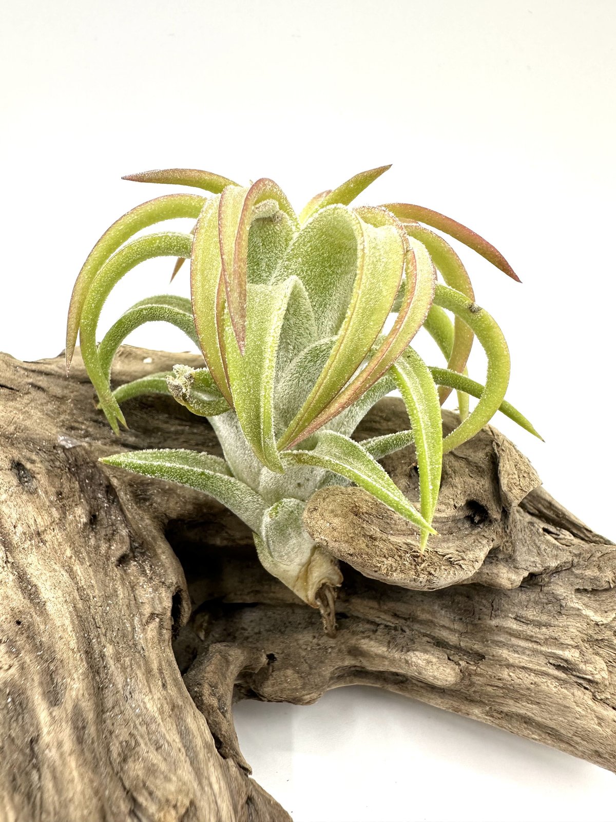exserta × vanhyningii〔エアプランツ〕現品発送T3786 【公式通販】 exserta × vanhyningii〔エアプランツ〕現品発送T3786 【公式通販】
