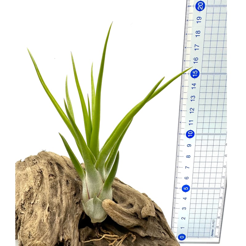 エアプランツ イオナンタヴァンハイニンギー × ブルボーサベリーズ