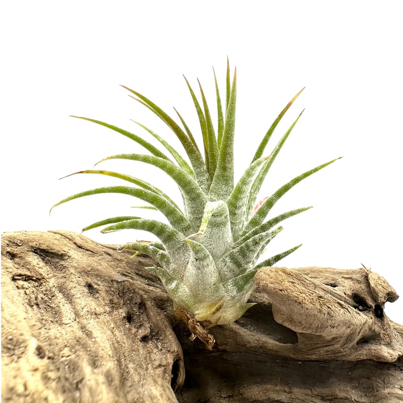 エアプランツ ティランジア イオナンタ ドミンゴストライプス | G's