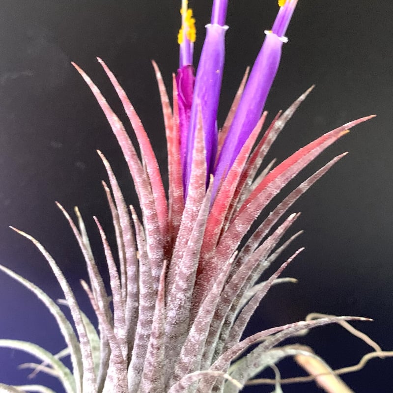 エアプランツ ティランジア イオナンタ ドミンゴストライプス