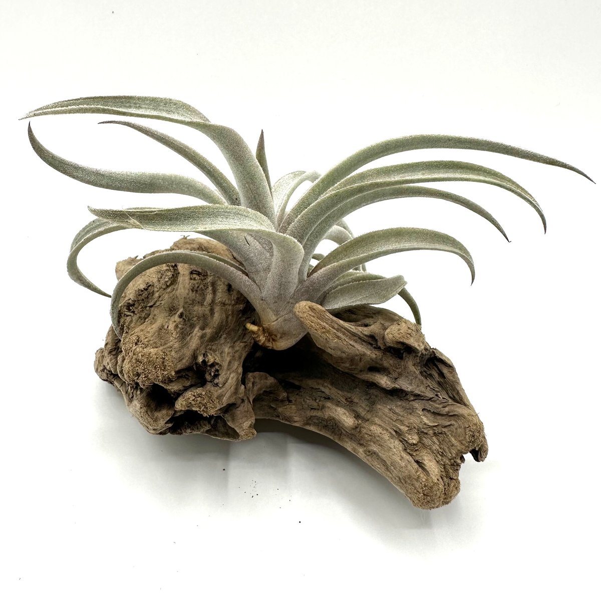 エアプランツ ティランジア ミマ・ミマ | G's Plants & Coffee Roasters