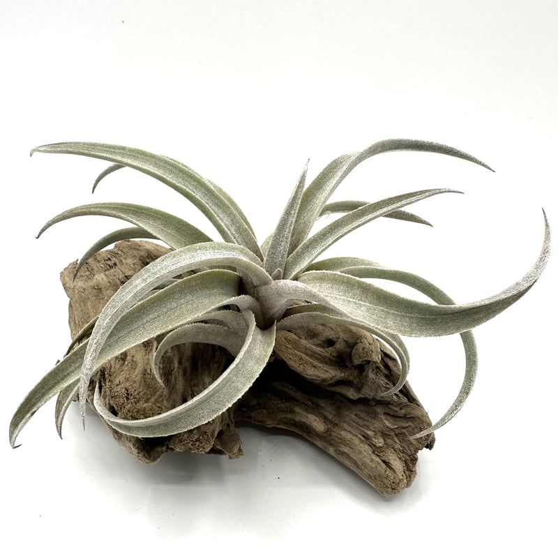 エアプランツ ティランジア ミマ・ミマ | G's Plants & Coffee Roasters