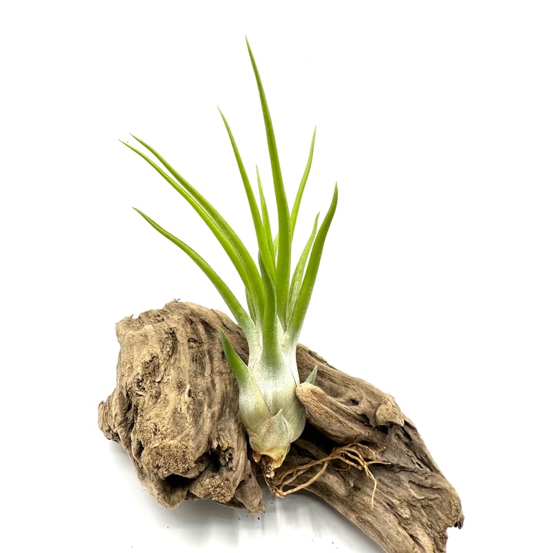 エアプランツ イオナンタヴァンハイニンギー × ブルボーサベリーズ