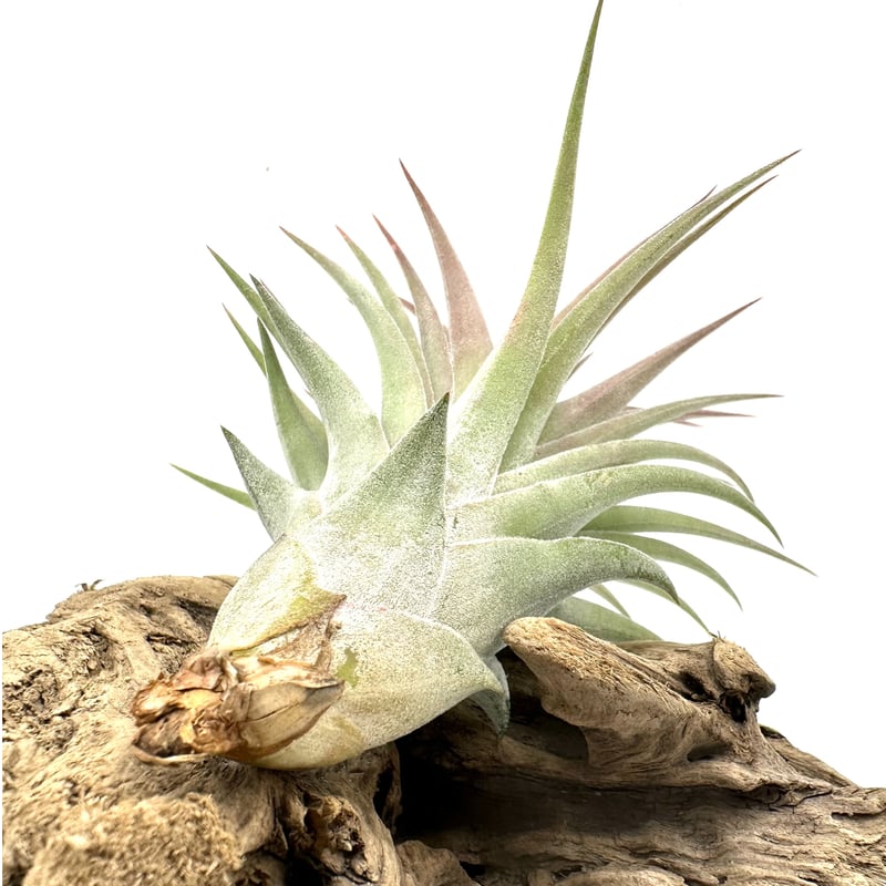 〈菫〉Tillandsia 'ドミンゴズビューティ' チランジア　ティランジア Yahoo!オークション - Tillandsia 'Domingo's Pretty