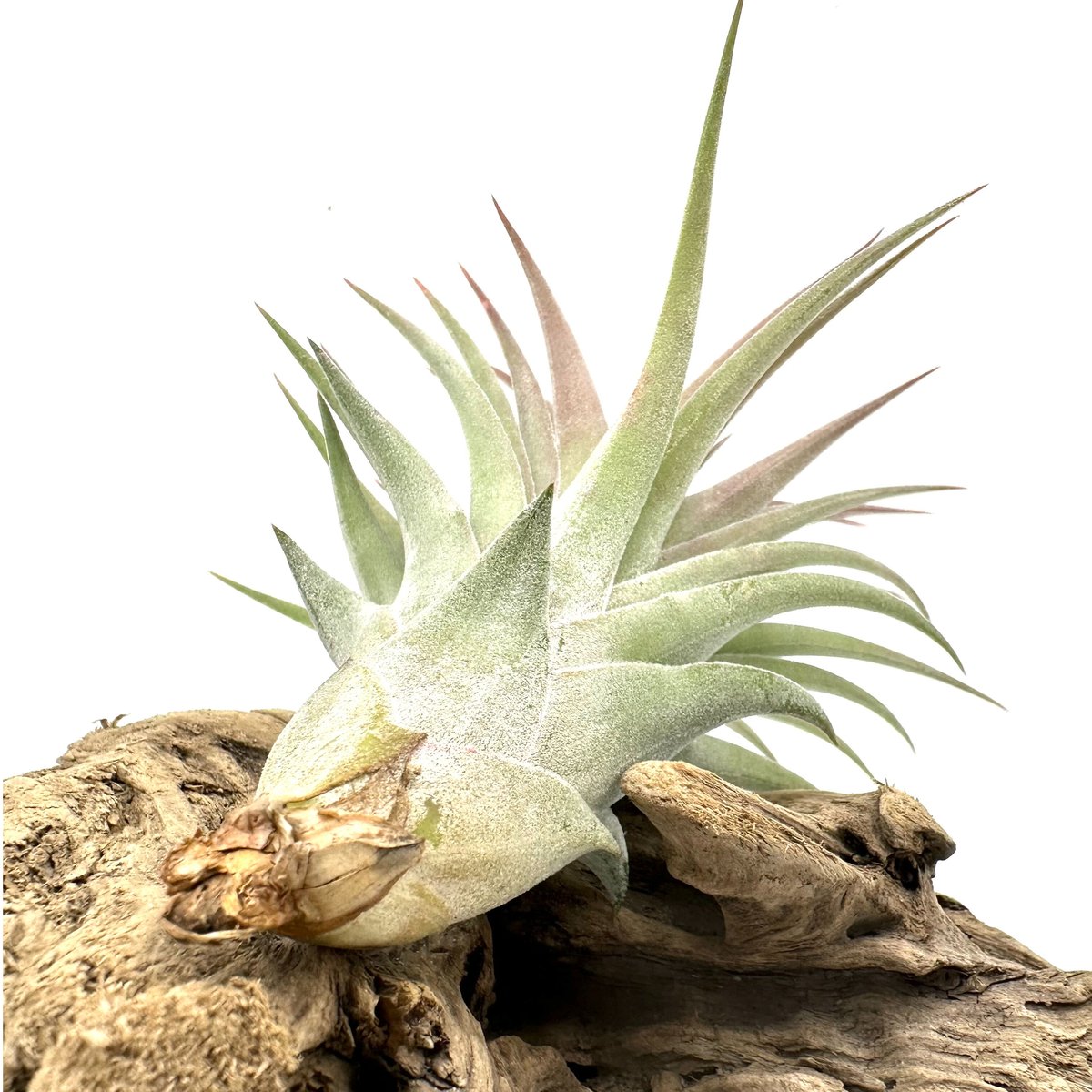 〈菫〉Tillandsia ケゲリアナ x ドミンゴズフンキアナ　ティランジア 菫〉Tillandsia ケゲリアナ x ドミンゴズフンキアナ ティランジア