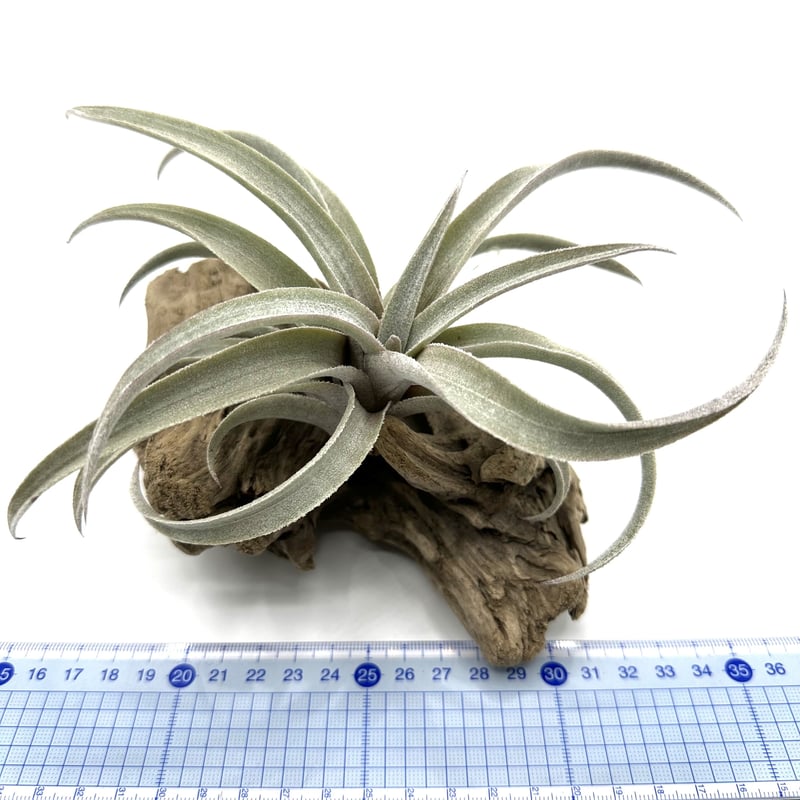 エアプランツ ティランジア ミマ・ミマ | G's Plants & Coffee Roasters