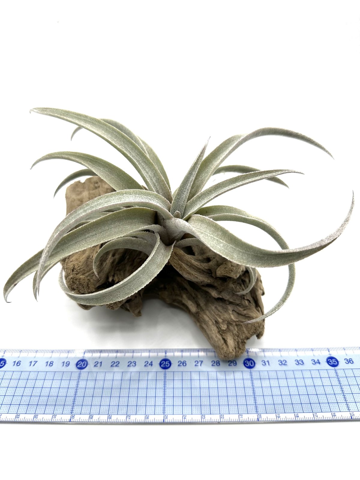 エアプランツ ティランジア ミマ・ミマ | G's Plants & Coffee Roasters