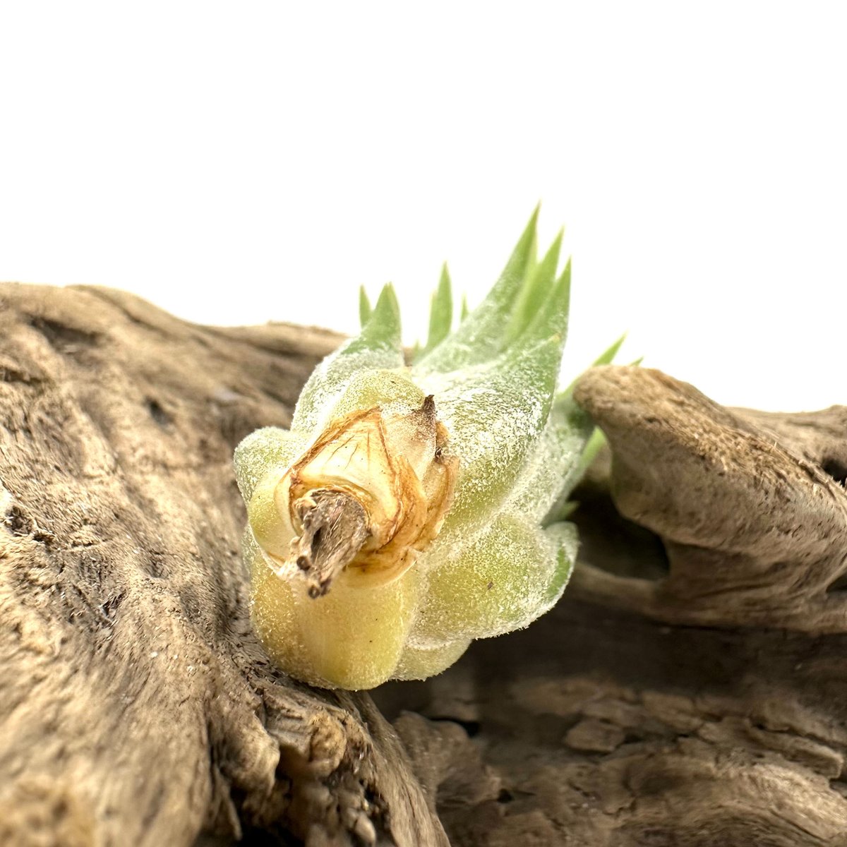 Tillandsia ionantha haselnuss kk 極上子株