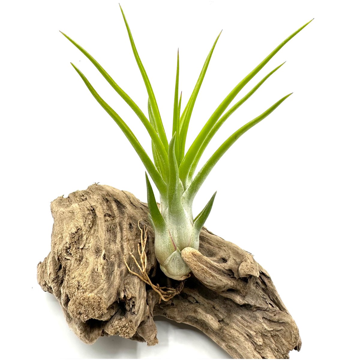 チランジアブルボーサ ベリーズ x バンハイニンギー Davis苗