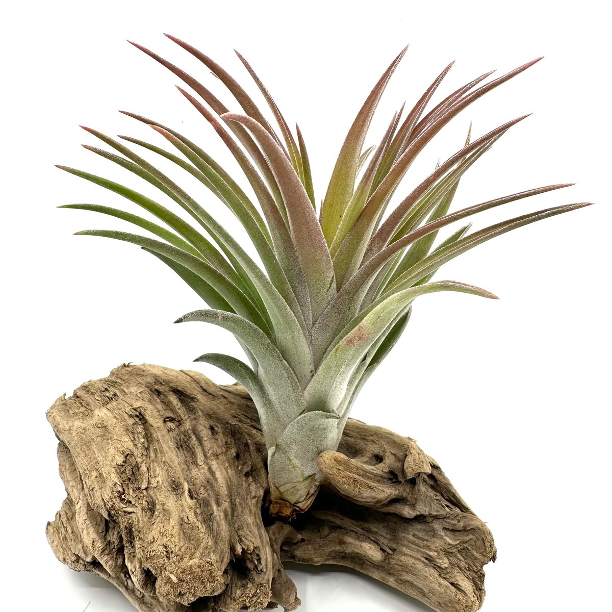 チランジア　ドミンゴズフンキアナ　エアープランツ ハワイ生まれの激レア黄花変異ティランジア！ドミンゴズフン