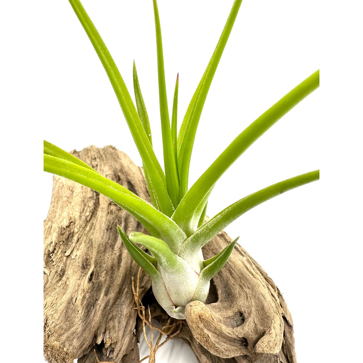 エアプランツ イオナンタヴァンハイニンギー × ブルボーサベリーズ