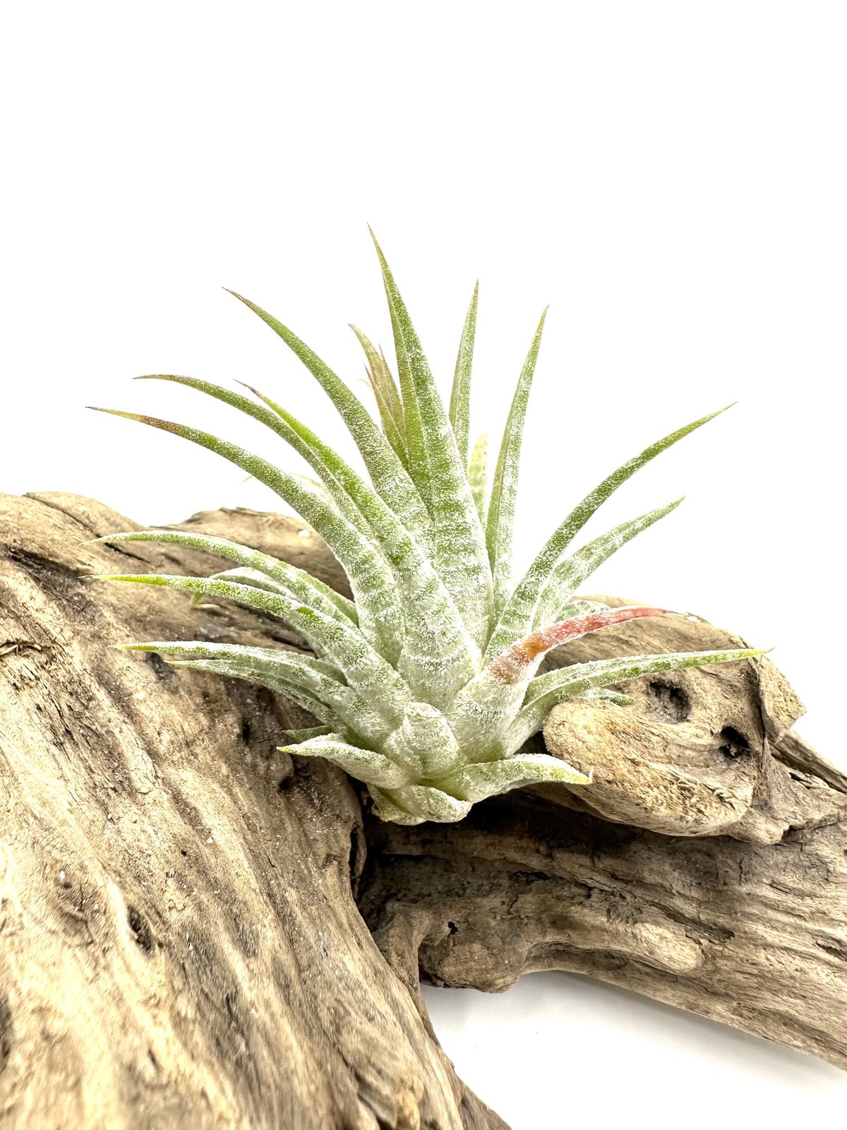 エアプランツ ティランジア イオナンタ ドミンゴストライプス