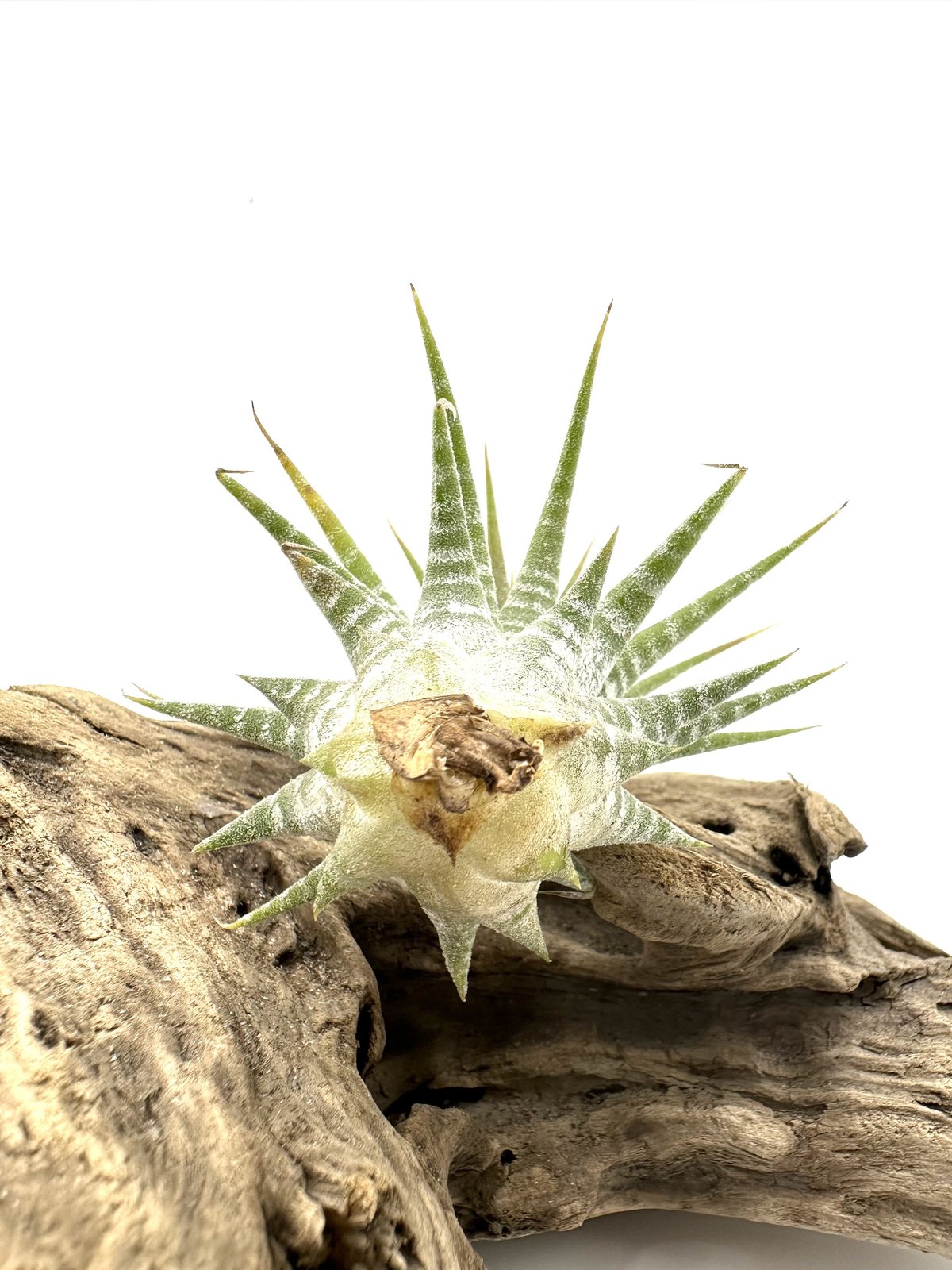 オ*ガ様 イオナンタ ドミンゴズ ストライプス　tillandsia イオナンタ ドミンゴズ ストライプス Tillandsia ionantha 'Domingo's