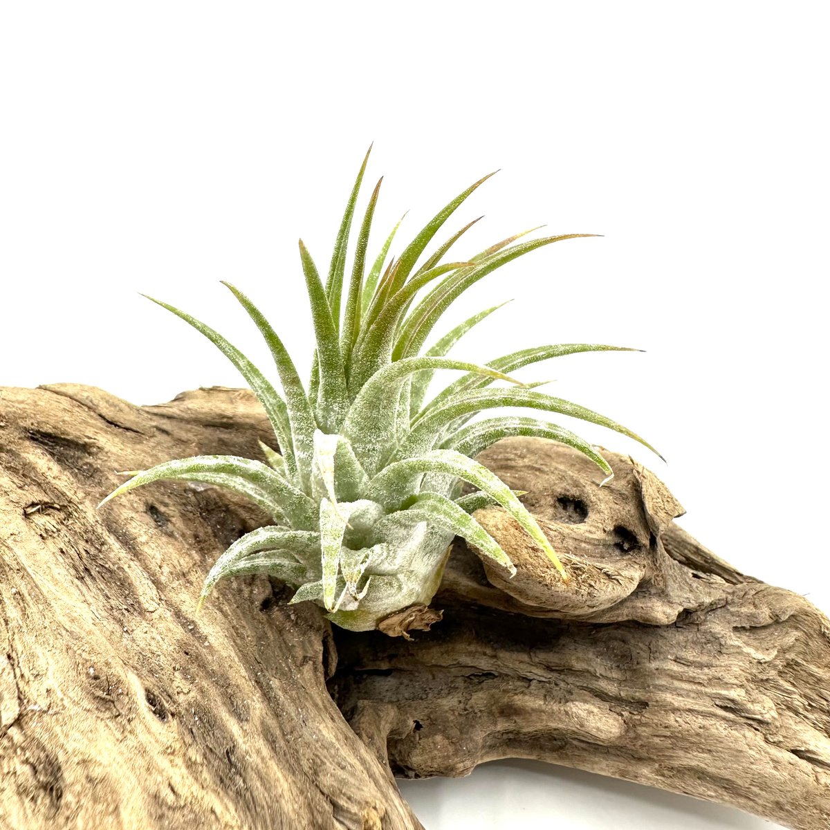 い*る様 Tillandsia Ionantha Domingo's Strip い*る様 Tillandsia Ionantha Domingo's Strip