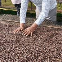 【焙煎豆】Ethiopia Nigusse Gemeda Natural