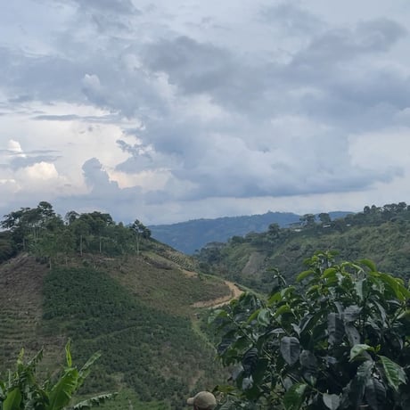 Colombia Finca Villa Celeste Pink Bourbon Washed