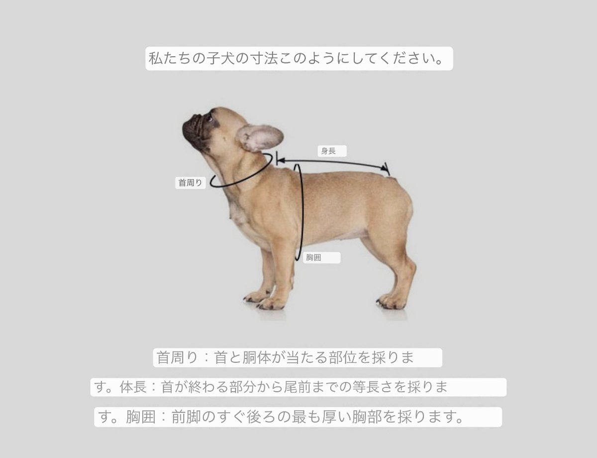 NORADOG 犬用リード&ハーネスMr.Clover/Mr.クローバー 楽天市場】NORADOG ノラドッグ Mr.Clover/ミスタークローバー