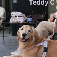 Teddy C　イージーハーネス XL〜3XLサイズ  中、大型犬用