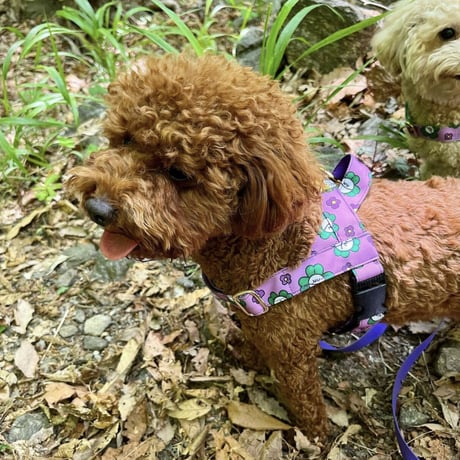 Mr.Clover/Mr.クローバー イージーハーネス 小型犬・中型犬 S〜L
