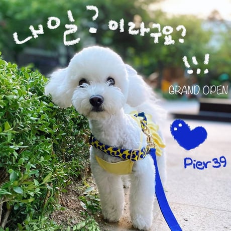 NORADOG Pier39/ピア39 イージーハーネス小型犬・中型犬 S〜L