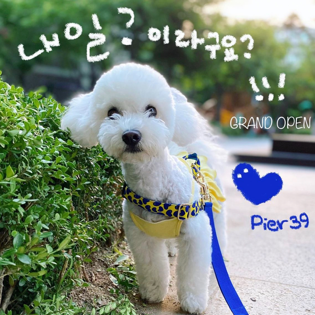 NORADOG Pier39/ピア39 イージーハーネス小型犬・中型犬 S〜L | NORAD