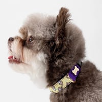 2026年最新作 SomSom ソムソム Collar カラー S〜XL/W