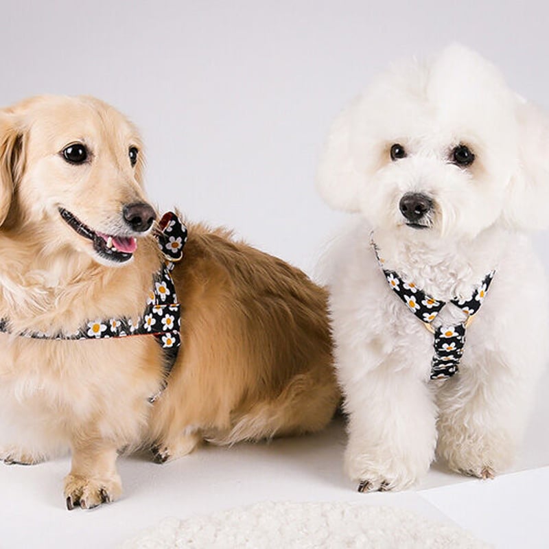 Daisy/デイジー H(エイチ)ハーネス XS〜L | NORADOG