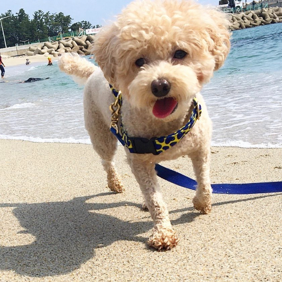 NORADOG Pier39/ピア39 イージーハーネス小型犬・中型犬 S〜L | NORAD