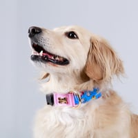 Kitsch Kitsch/キッシュキッシュ カラー(首輪)S〜XL/Wide