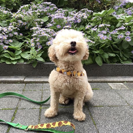 BoBo & ChuChu/ボボ＆チュチュイージーハーネス小型犬・中型犬S〜L