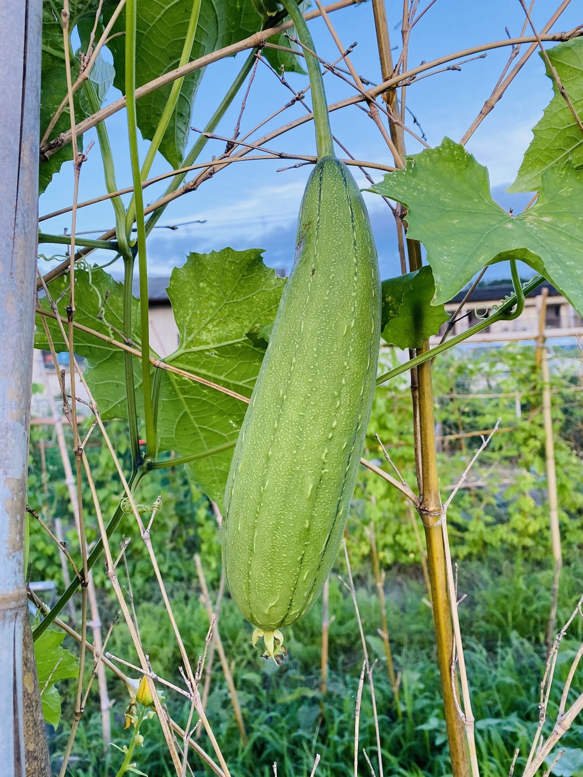 自家栽培　栽培期間中農薬不使用　食用ヘチマ　注文用 無肥料・栽培期間中農薬不使用】生命力あふれる 旬野菜セットM