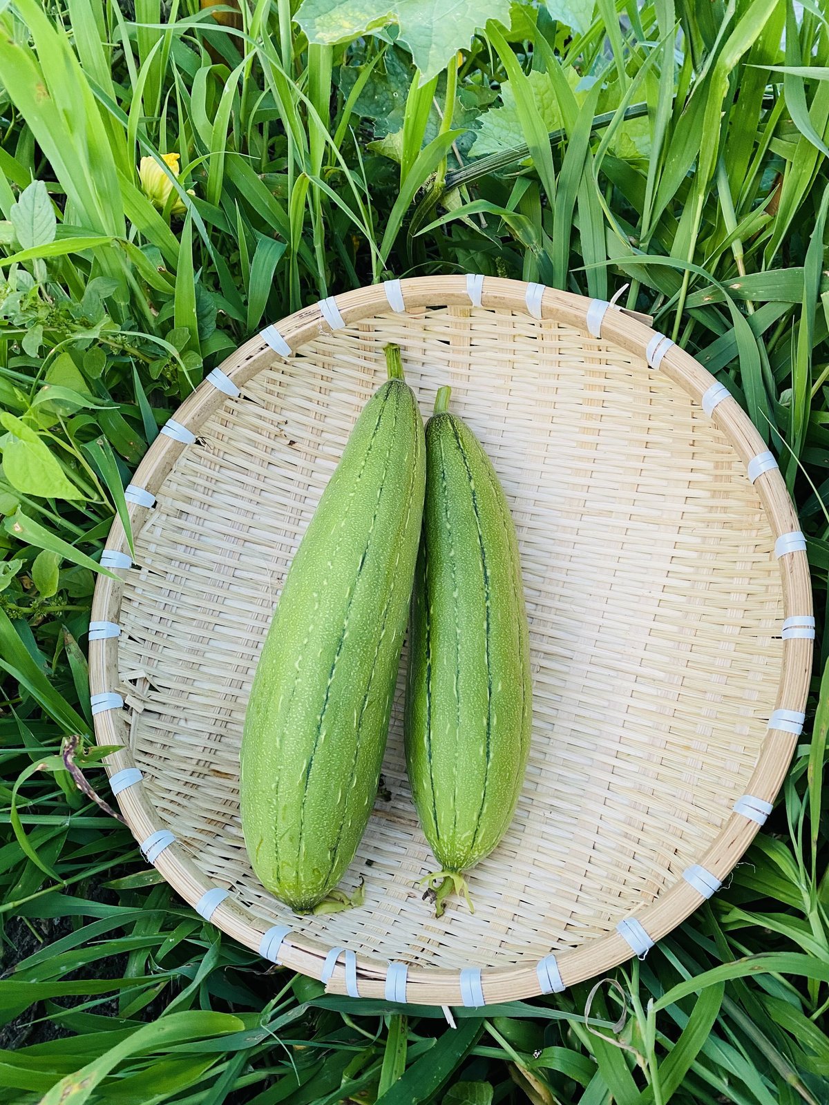 農薬不使用。無肥料、自然農法ヘチマ 1本(約300g) | ゆかり商店