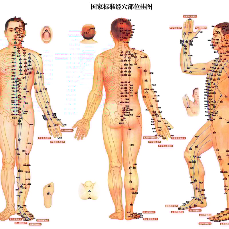 人体全身14経絡図(中国語版) | iibbj's STORE 茶香翠薇書房 人体全身14経絡図(中国語版) | iibbj's STORE 茶香翠薇書房