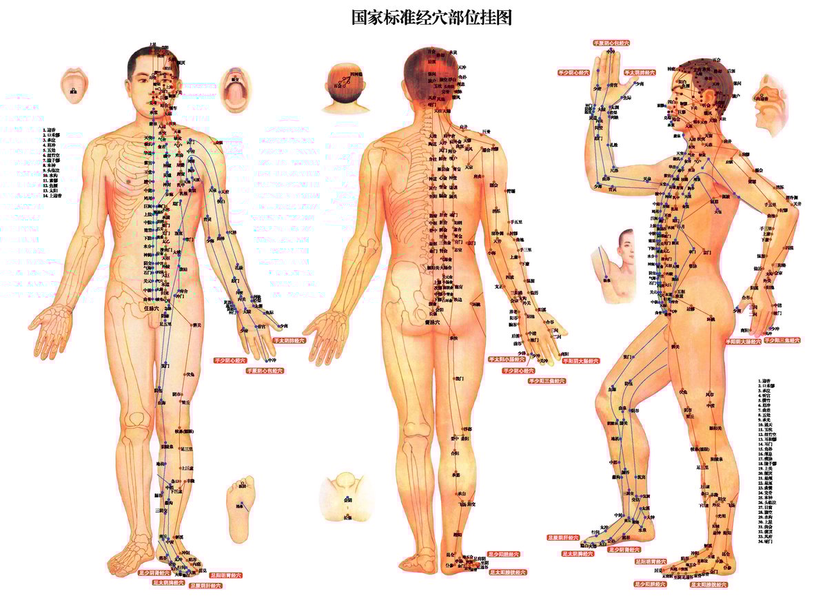 人体全身14経絡図(中国語版) | iibbj's STORE 茶香翠薇書房 人体全身14経絡図(中国語版) | iibbj's STORE 茶香翠薇書房