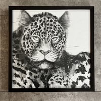Leopard NO.1