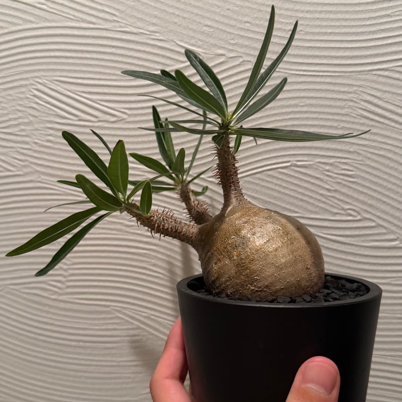 パキポディウム・グラキリス【現地球】 | Easy Plants