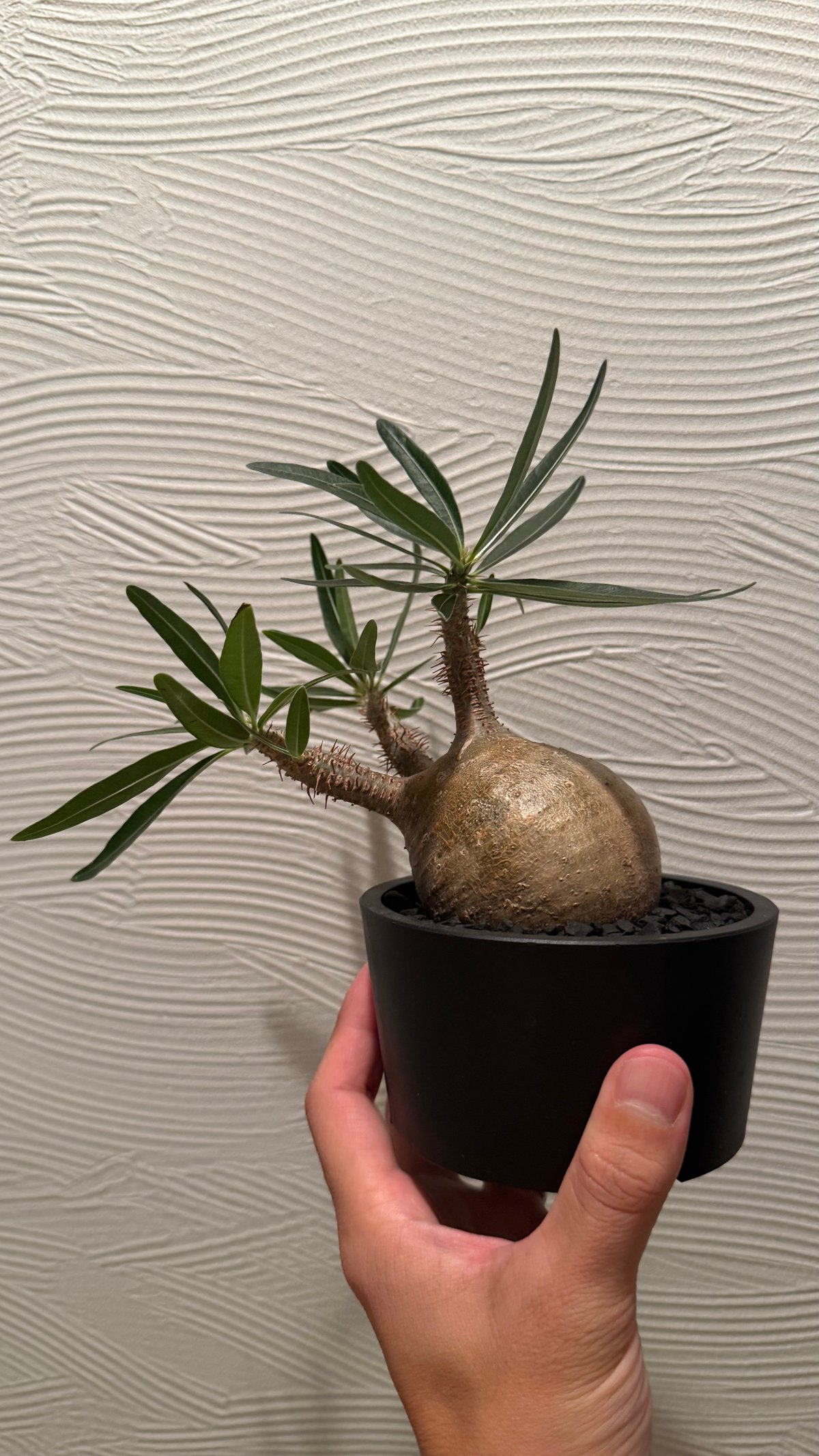 パキポディウム・グラキリス【現地球】 | Easy Plants