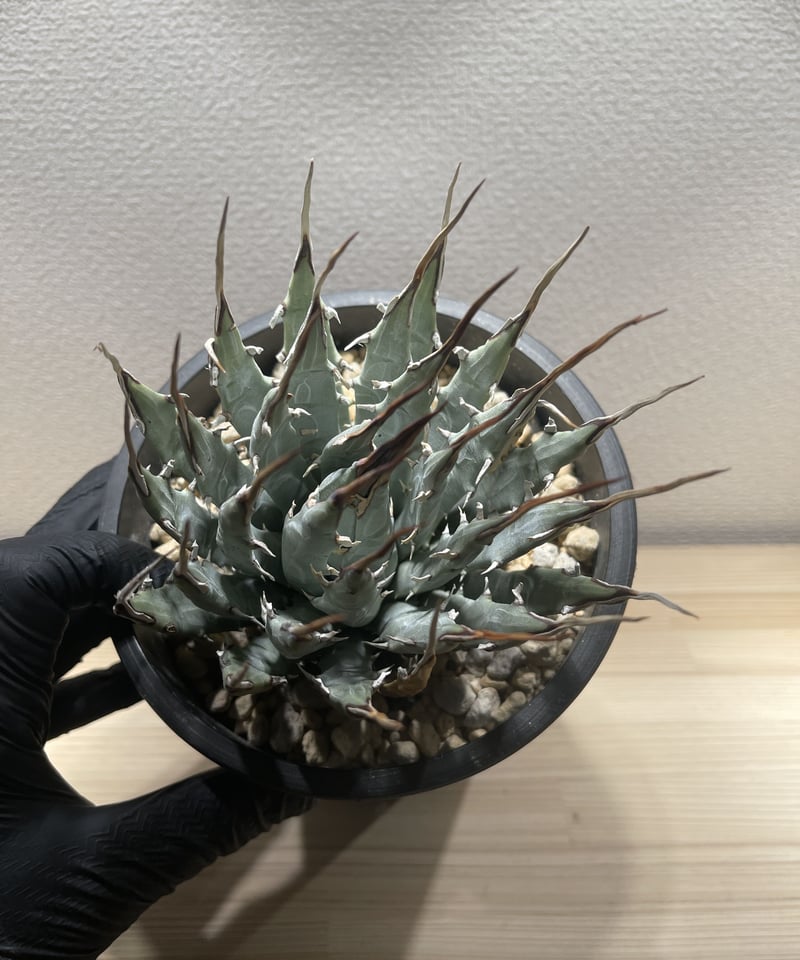 SP-22］アガベ ユタエンシス エボリスピナ Agave utahensis eboris