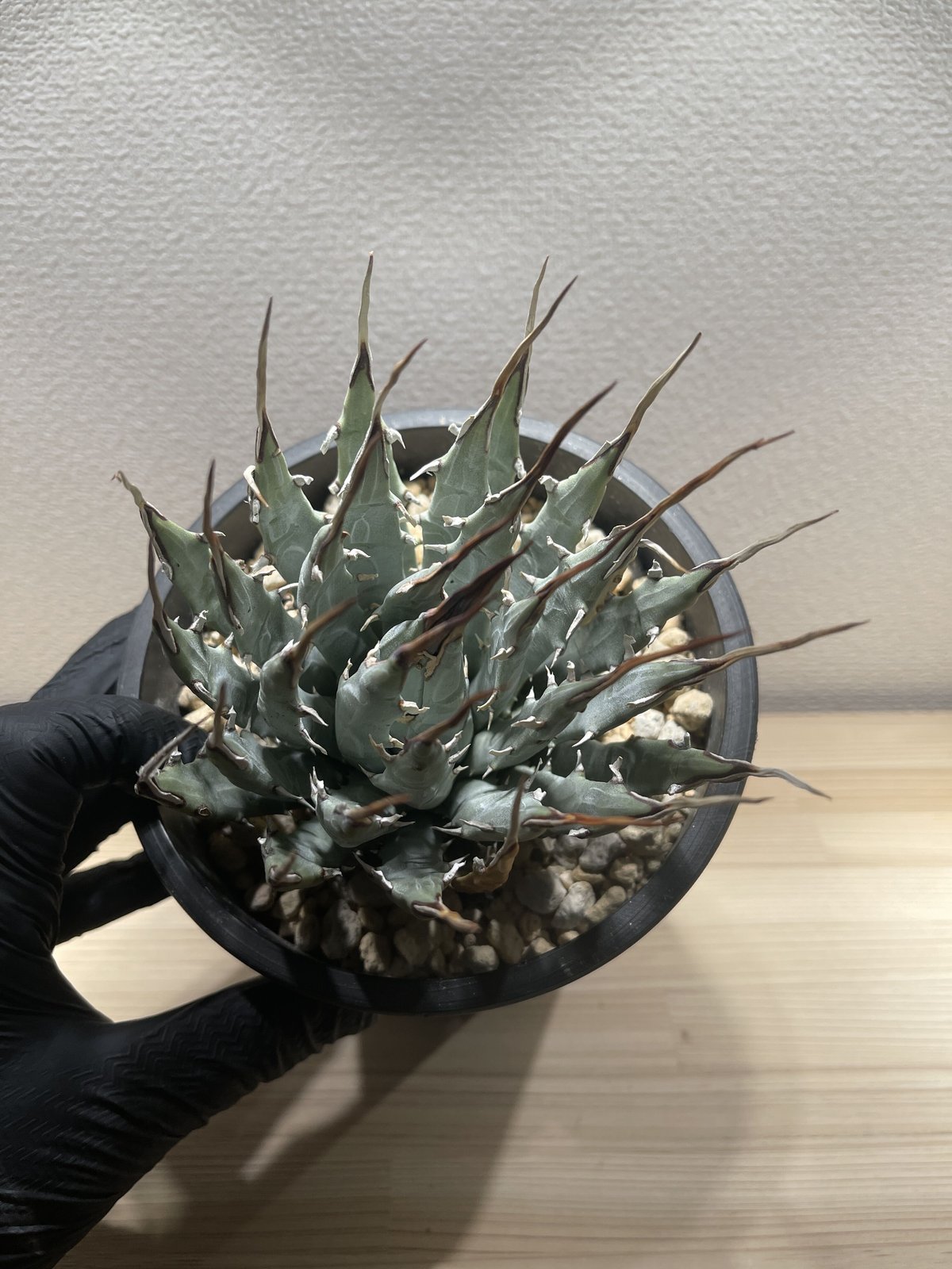 SP-22］アガベ ユタエンシス エボリスピナ Agave utahensis eboris