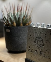 SP-31］ アガベ チタノタ “シーザー”（Lize産） Agave Titanota C