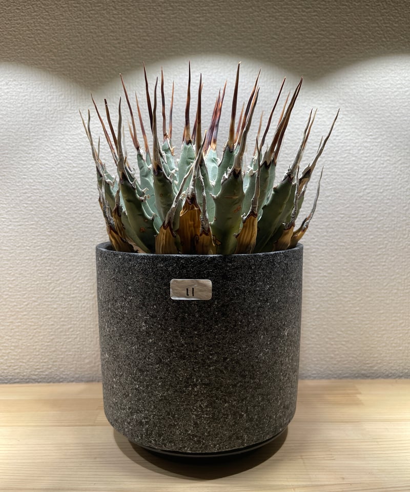 SP-11】アガベ ユタエンシス エボリスピナ | Sanpin Plants