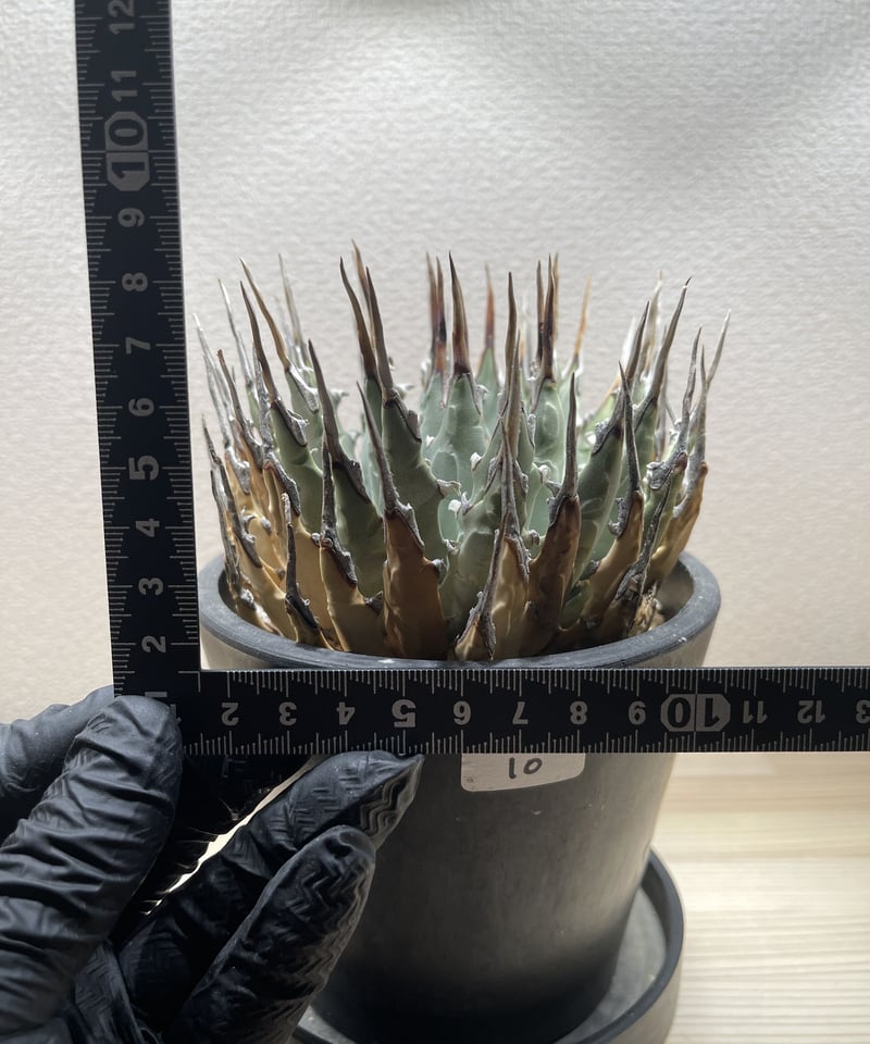 SP-10］アガベ ユタエンシス エボリスピナ Agave utahensis