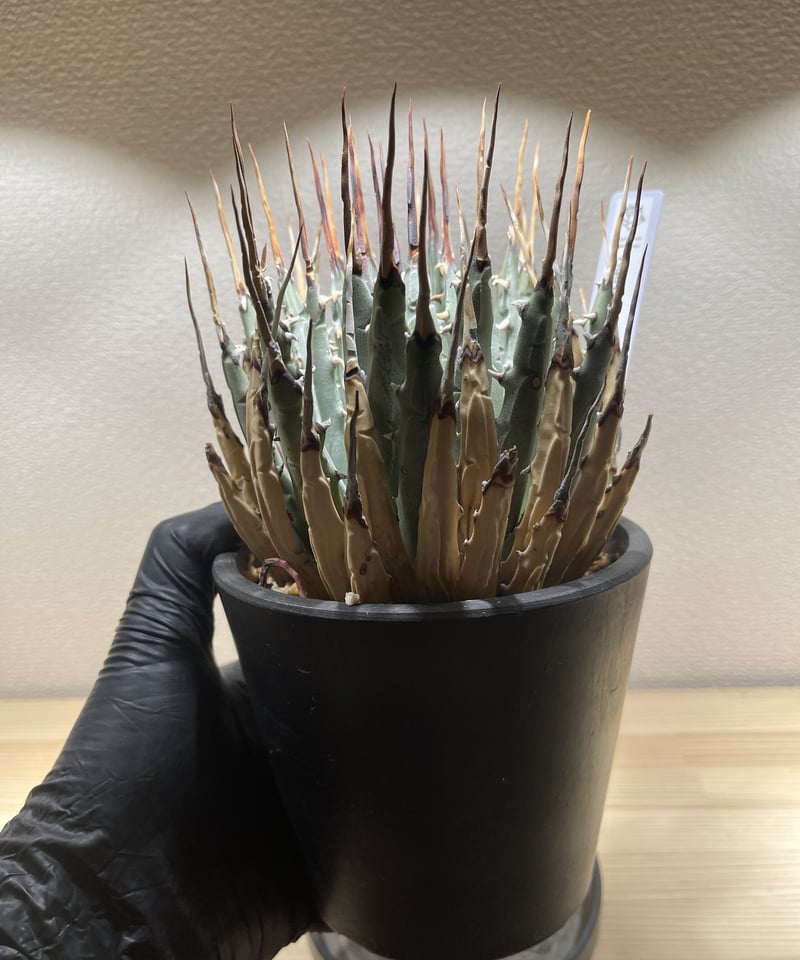 SP-41】アガベ ユタエンシス エボリスピナ | Sanpin Plants