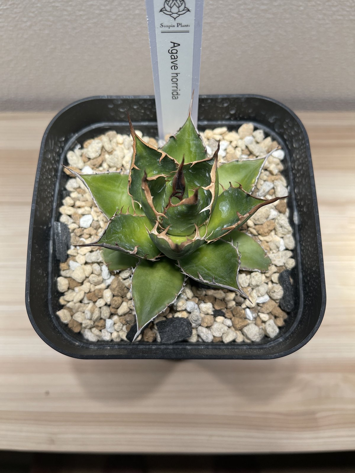 SP-29］アガベ ホリダ Agave horrida | Sanpin Plants