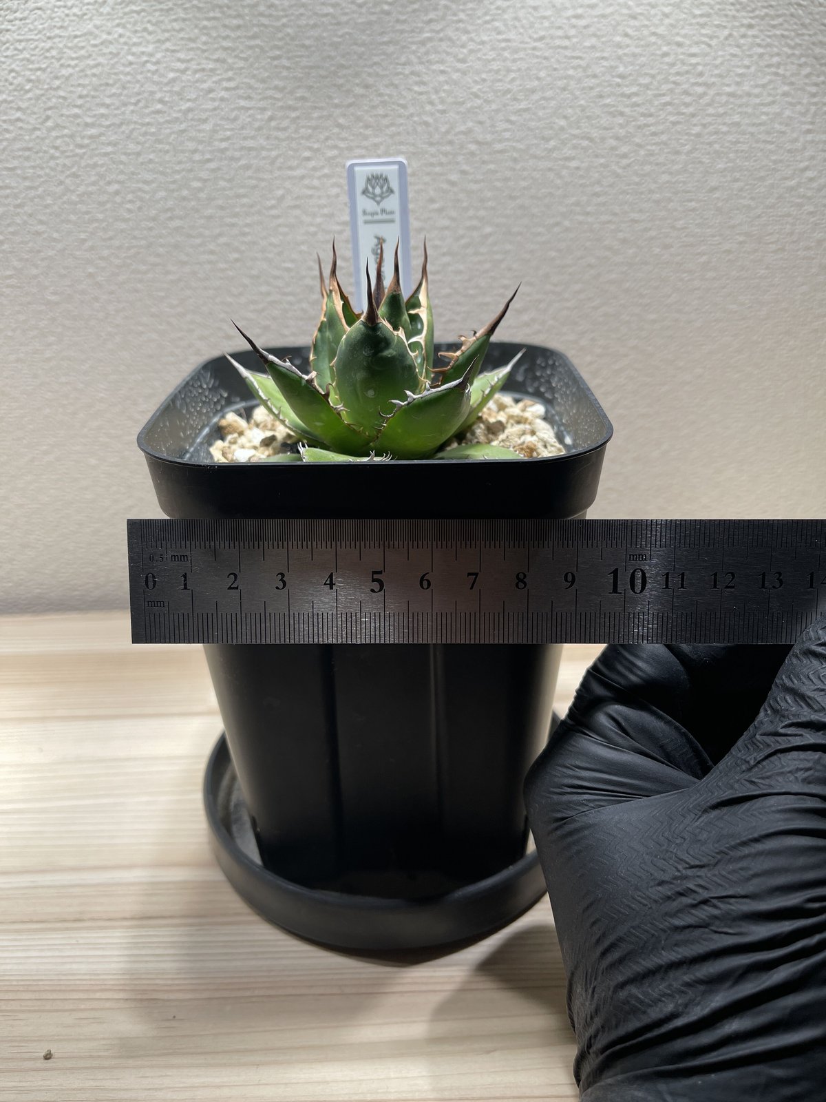 中型 アガベ ホリダ SP-29］アガベ ホリダ Agave horrida | Sanpin Plants