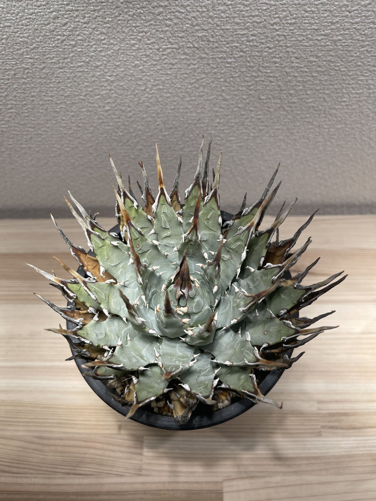 SP-10］アガベ ユタエンシス エボリスピナ Agave utahensis eboris