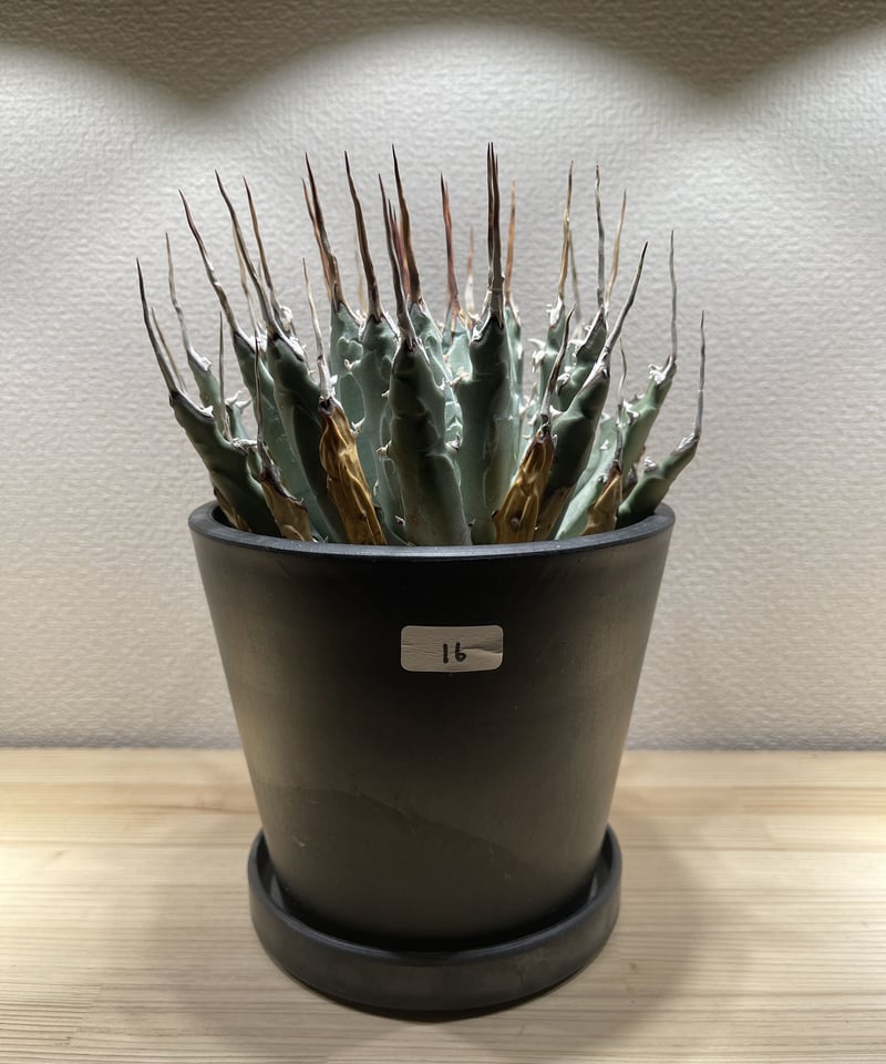 SP-16】アガベ ユタエンシス エボリスピナ | Sanpin Plants SP-16】アガベ ユタエンシス エボリスピナ | Sanpin Plants