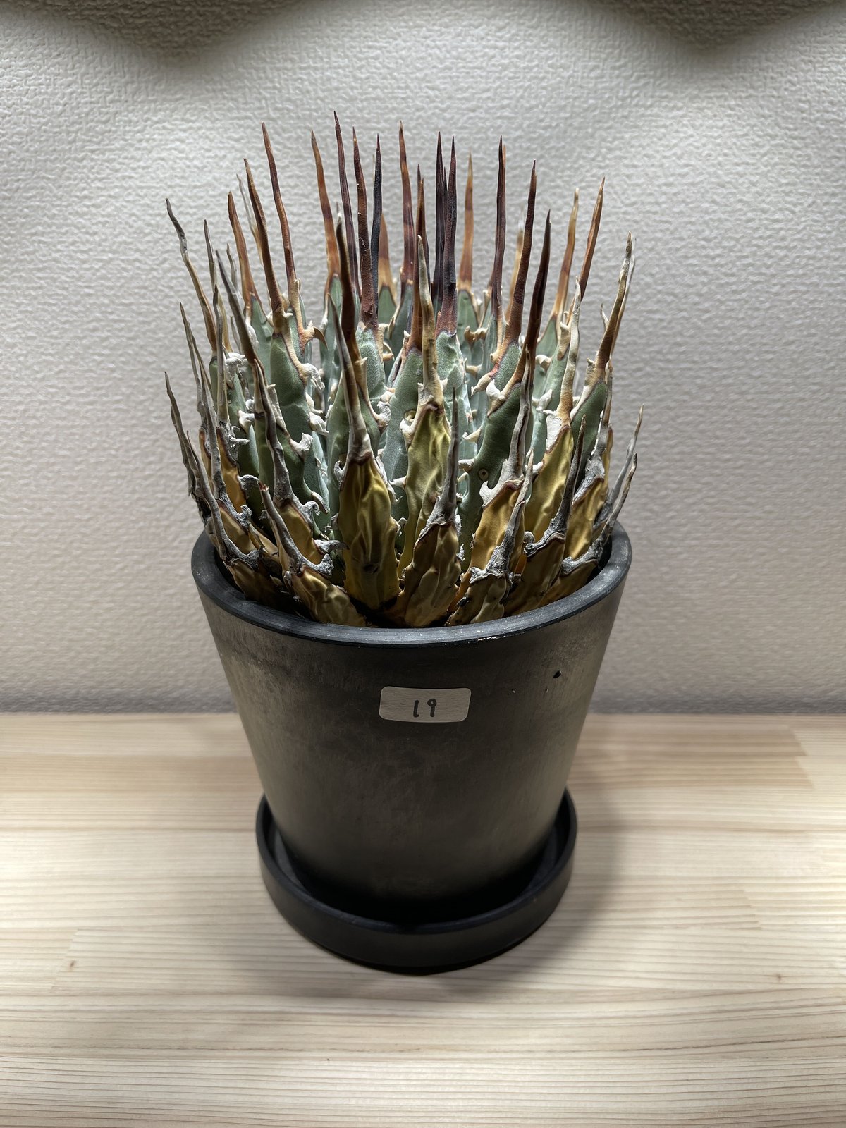 SP-19］アガベ ユタエンシス エボリスピナ Agave utahensis eboris