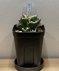 【限定割引中】アガベ　チタノタ　シーザー　lize産 SP-31］ アガベ チタノタ “シーザー”（Lize産） Agave Titanota C