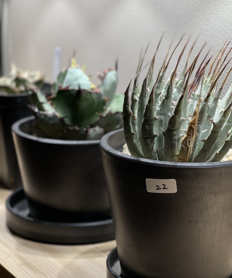 SP-22］アガベ ユタエンシス エボリスピナ Agave utahensis eboris